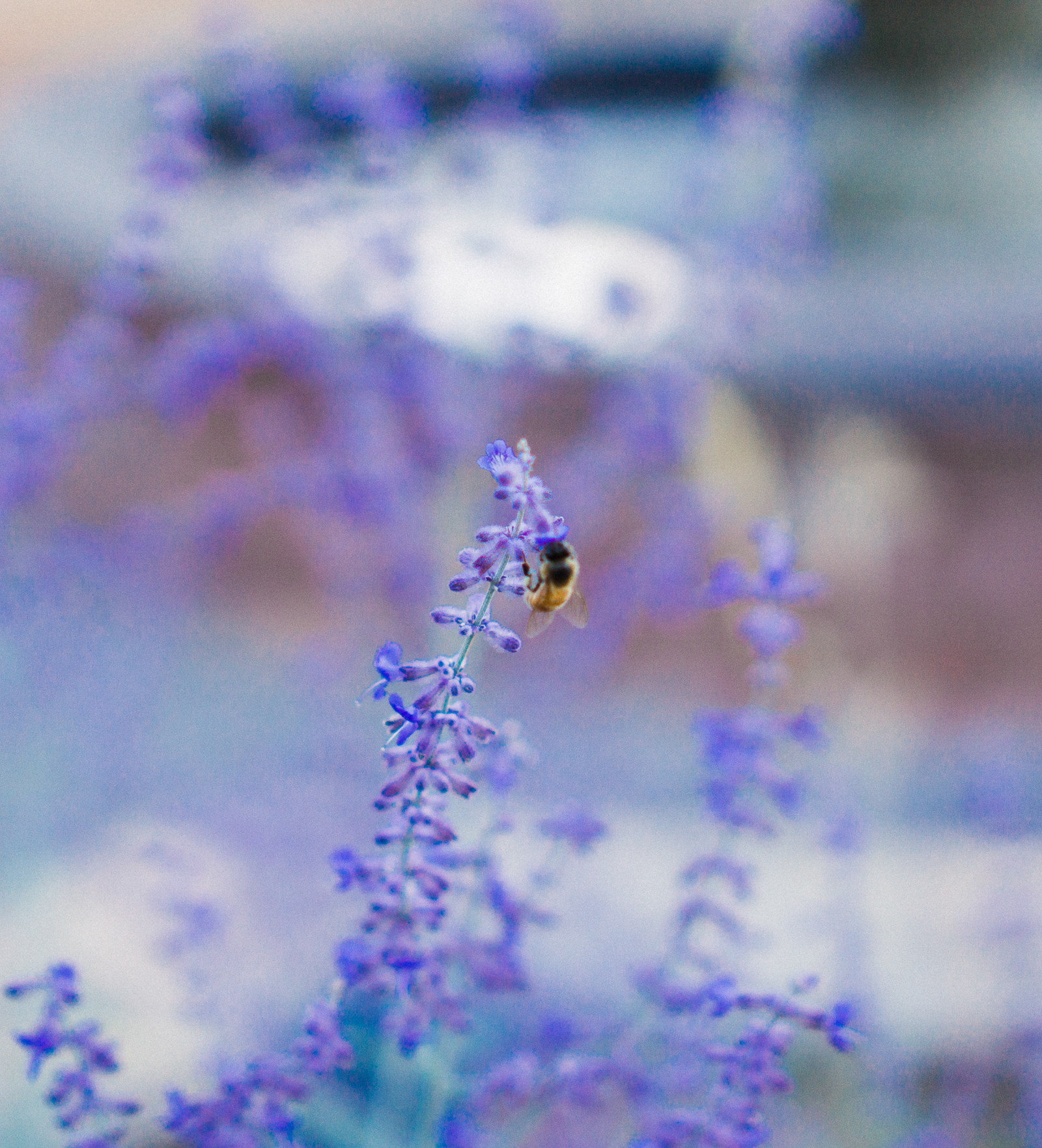 Bee on a Flower at the La Posada Santa Fe